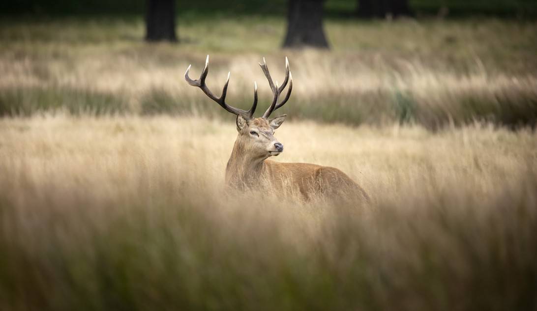 Ungulati: Settore 1 Storile
