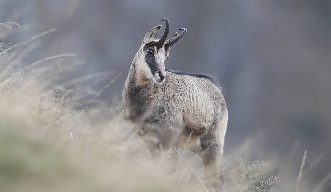 Ungulati: Settore 3 Val Viola