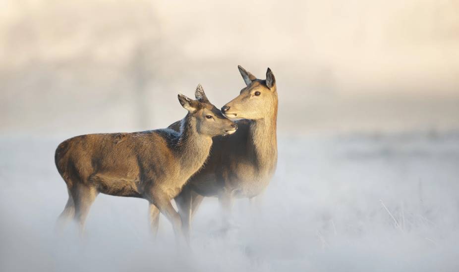 Incidenti stradali con fauna selvatica