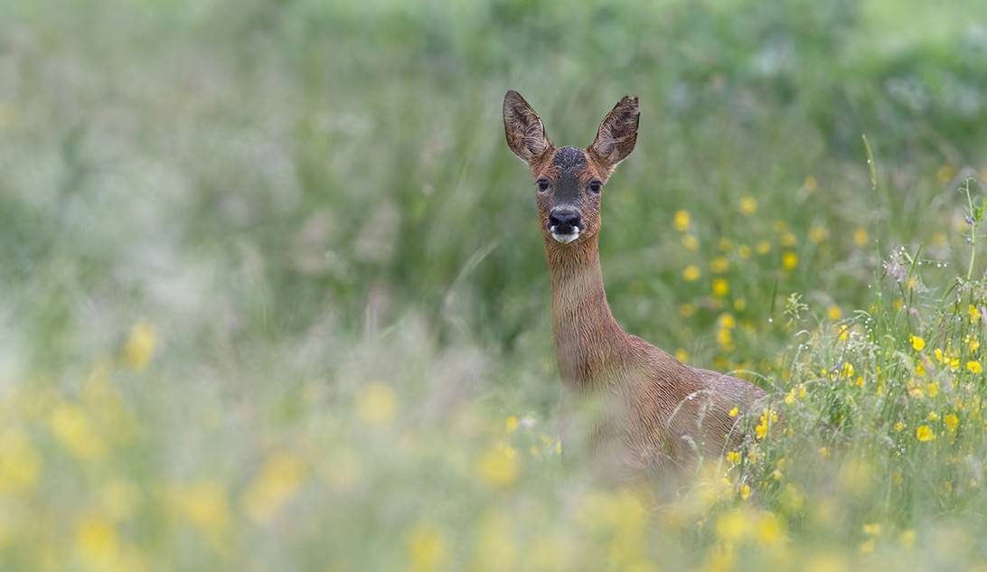 Ungulati: Settore 4 Valle dello Spol