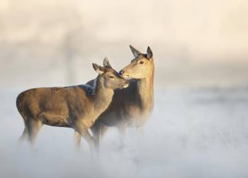 Incidenti stradali con fauna selvatica