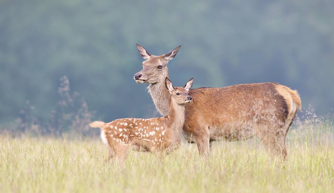 Ungulati: Settore 2 S. Colombano