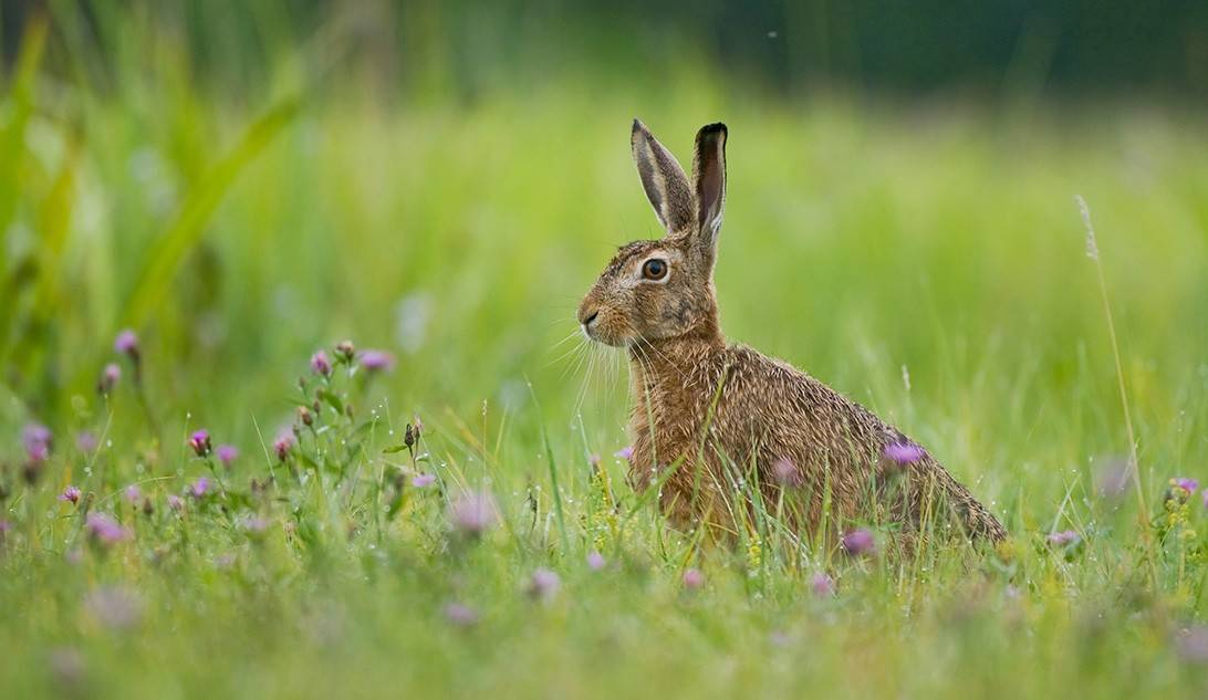 Tipica Alpina e Lepre