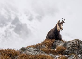 Rassegna di gestione 2026 - Stagione venatoria 2025